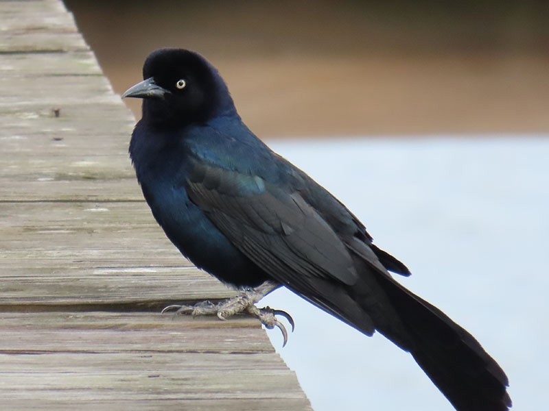 Boat-tailed Grackle - ML619536622