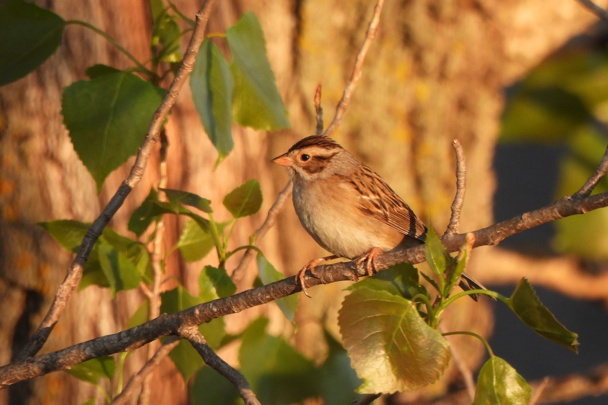 Clay-colored Sparrow - ML619536635
