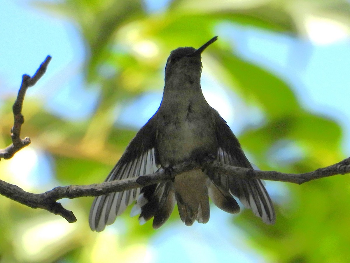 Broad-billed Hummingbird - ML619536663