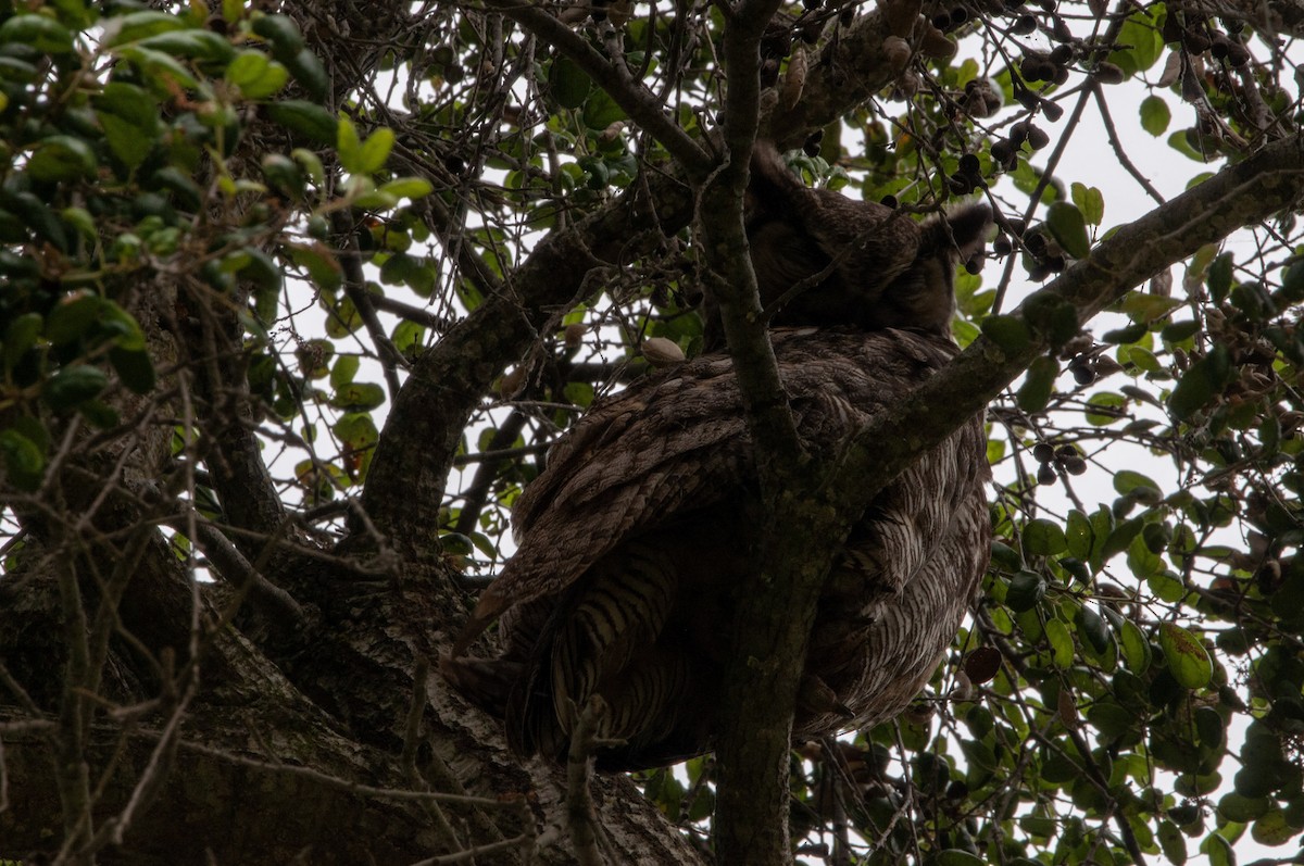Great Horned Owl - ML619536675