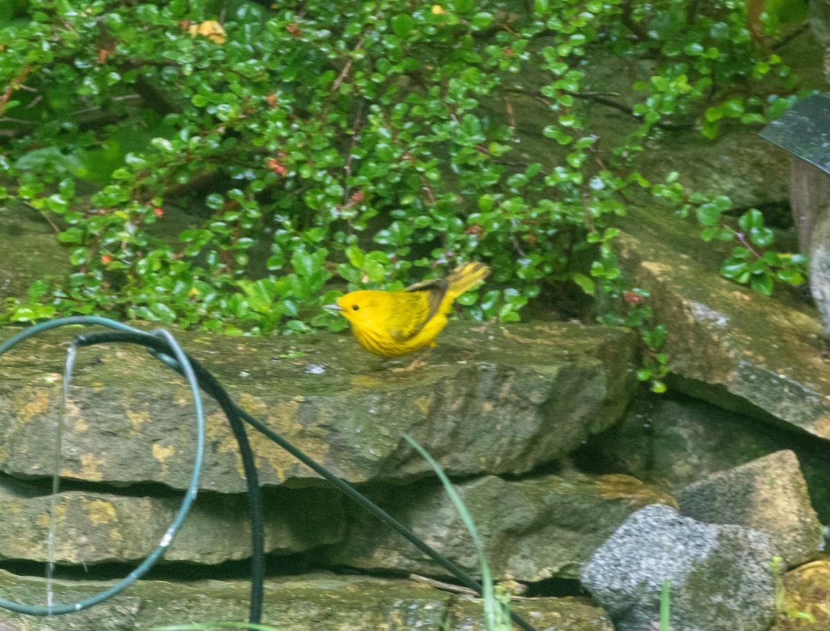 Yellow Warbler - ML619536681
