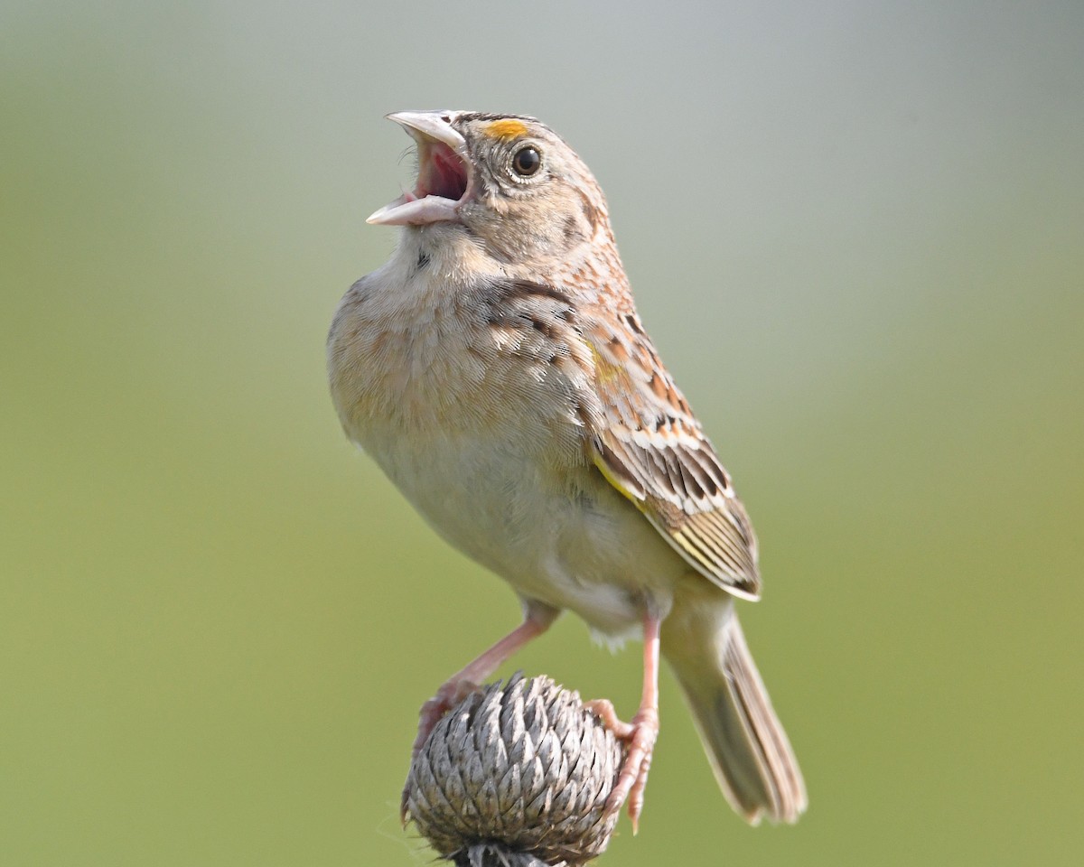 Grasshopper Sparrow - ML619536686
