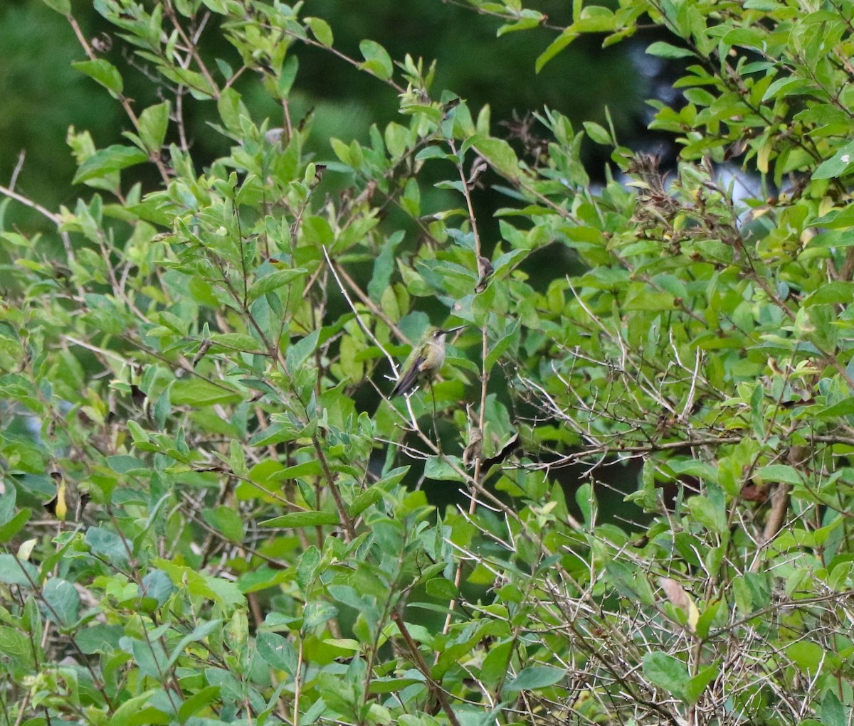Yakut Boğazlı Kolibri - ML619536688