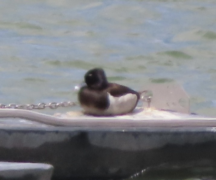 Ring-necked Duck - ML619536708