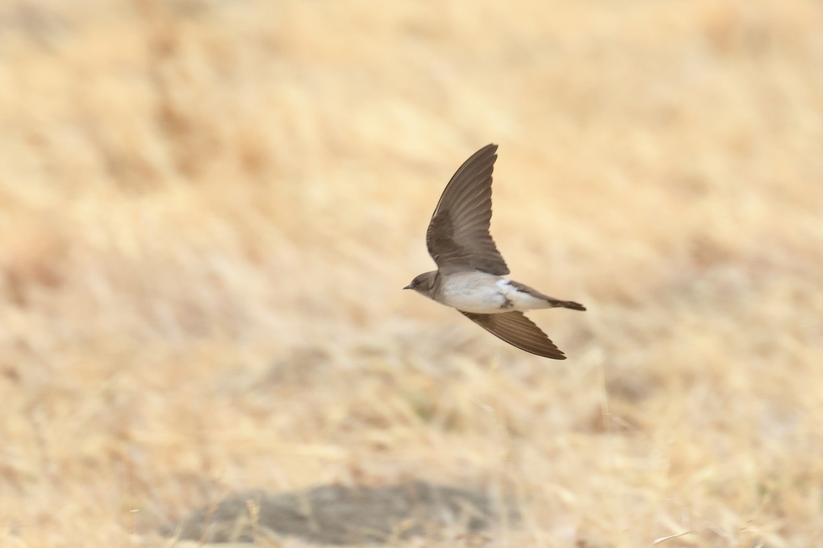 Northern Rough-winged Swallow - ML619536720