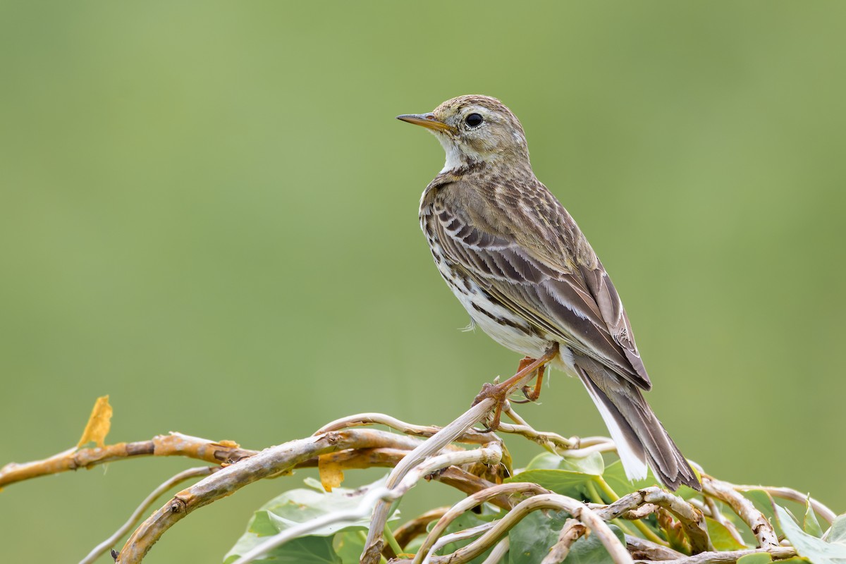 Meadow Pipit - ML619536743