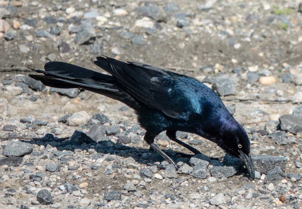 Boat-tailed Grackle - ML619536751