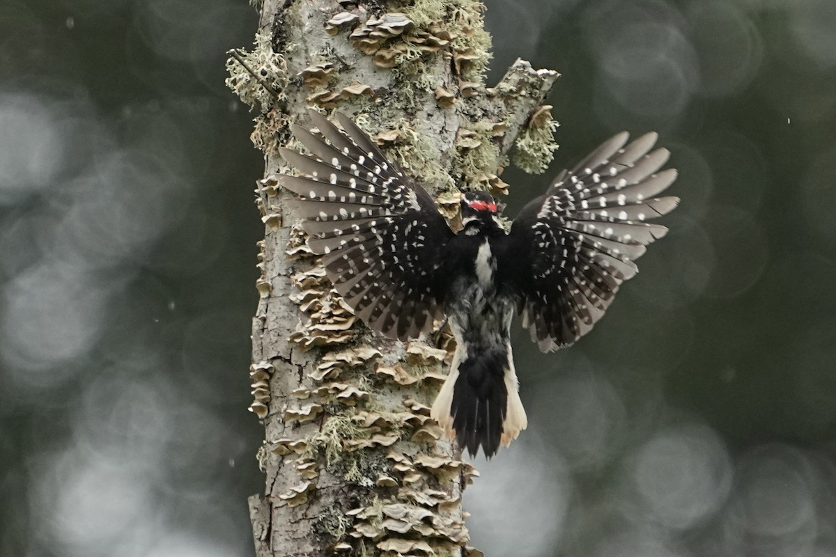 Hairy Woodpecker - ML619536755