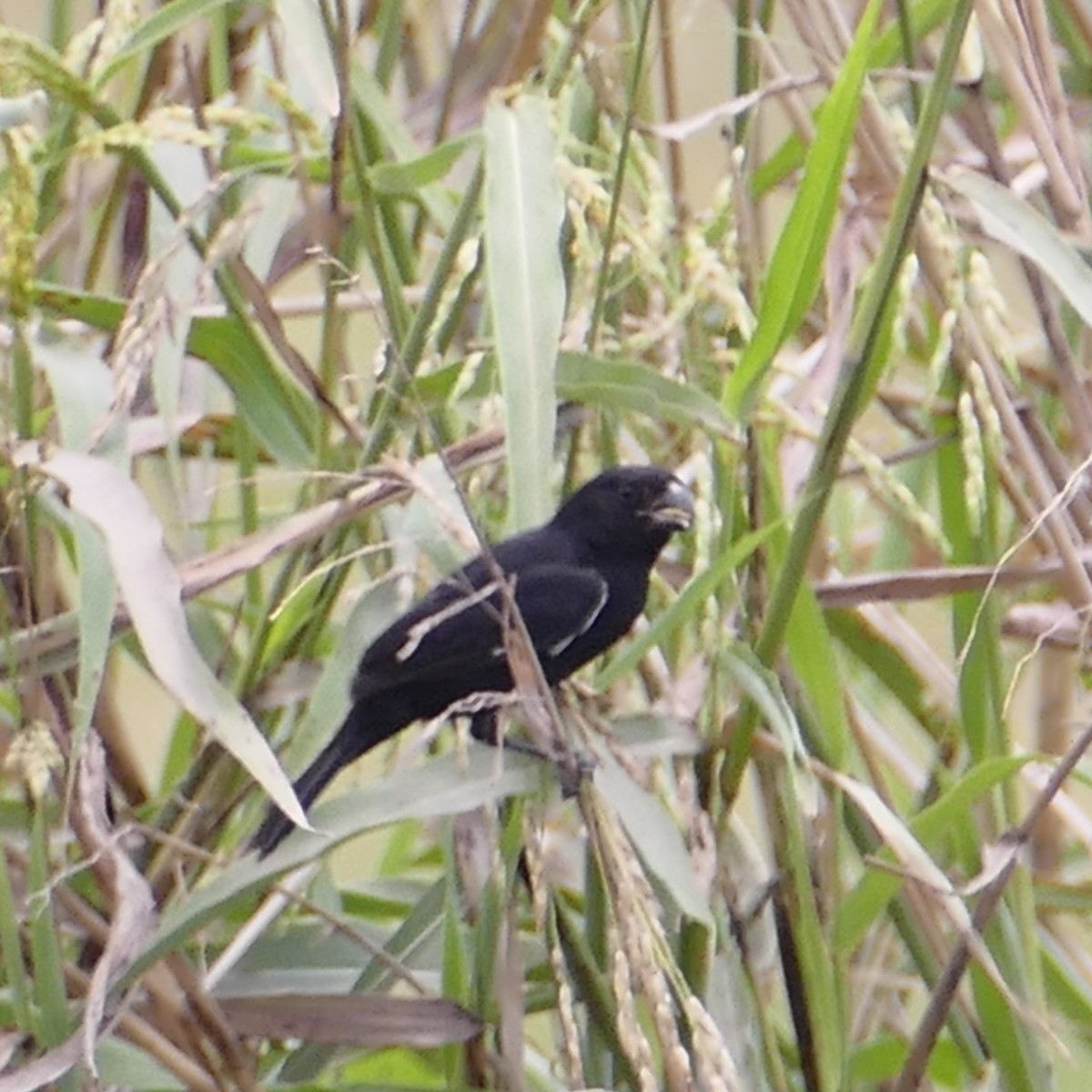 Variable Seedeater - ML619536773