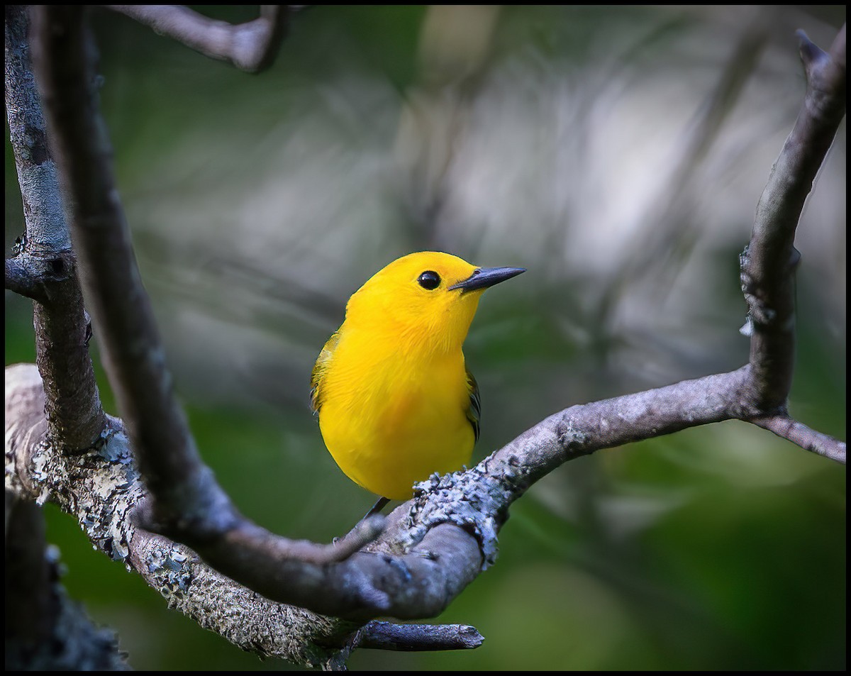 Prothonotary Warbler - ML619536786