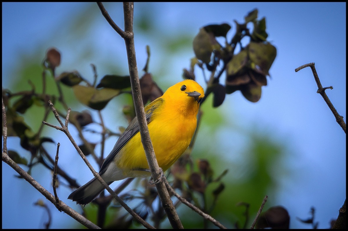Prothonotary Warbler - ML619536789