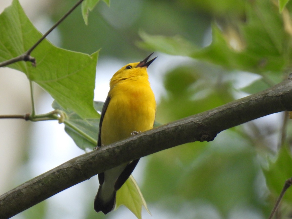 Prothonotary Warbler - ML619536796