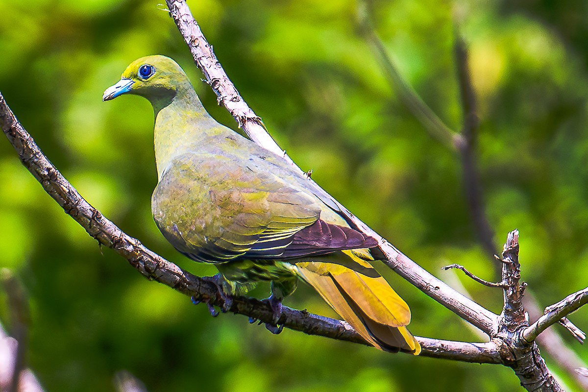 Whistling Green-Pigeon (Taiwan) - ML619536824