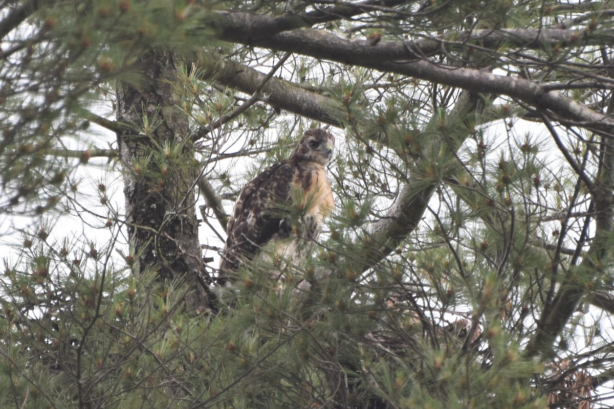 Red-tailed Hawk - ML619536833