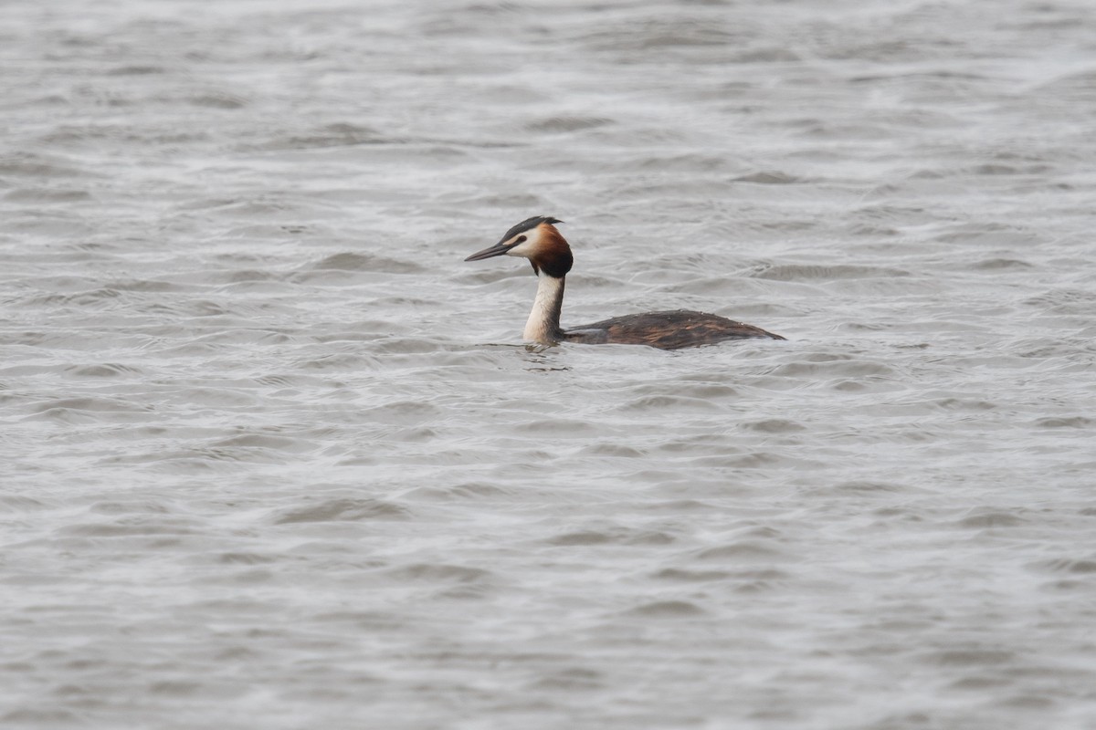 Great Crested Grebe - ML619536851