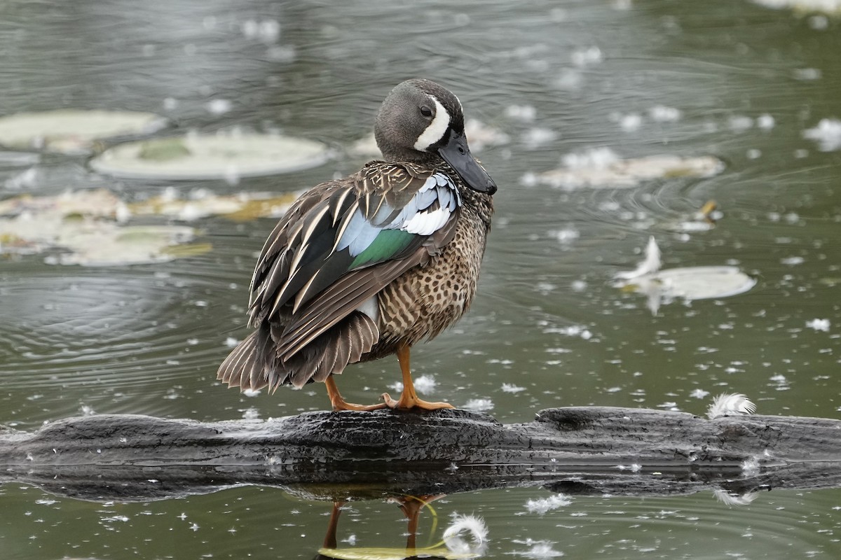Blue-winged Teal - ML619536863