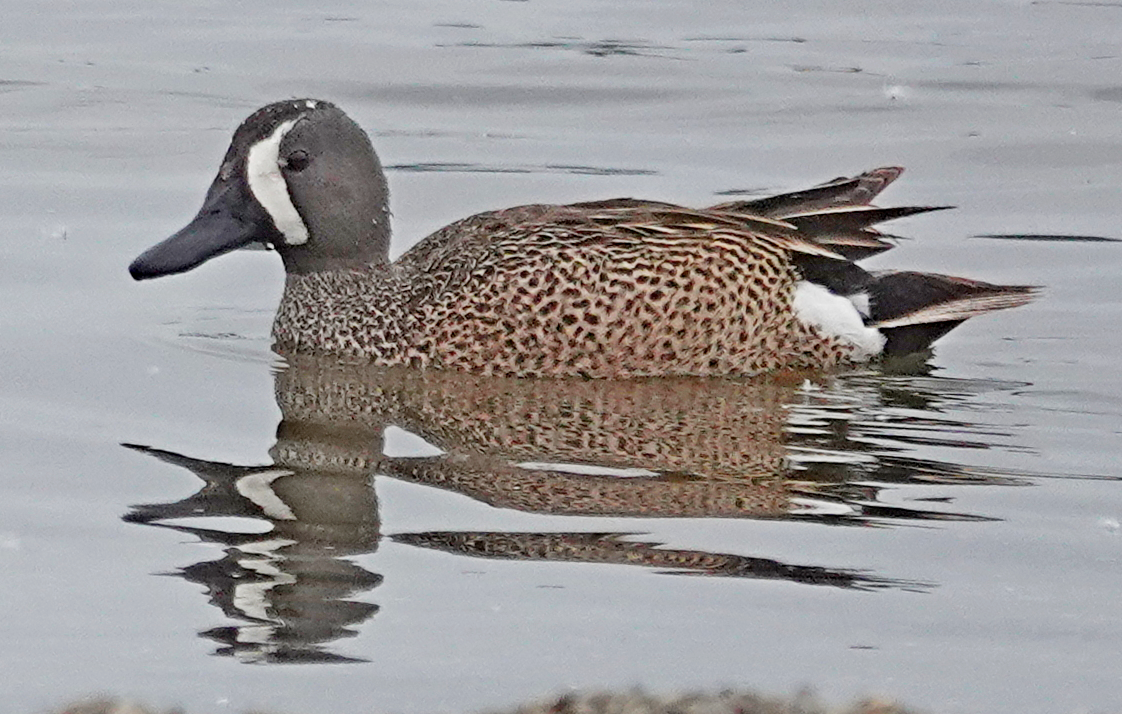 Blue-winged Teal - ML619536873