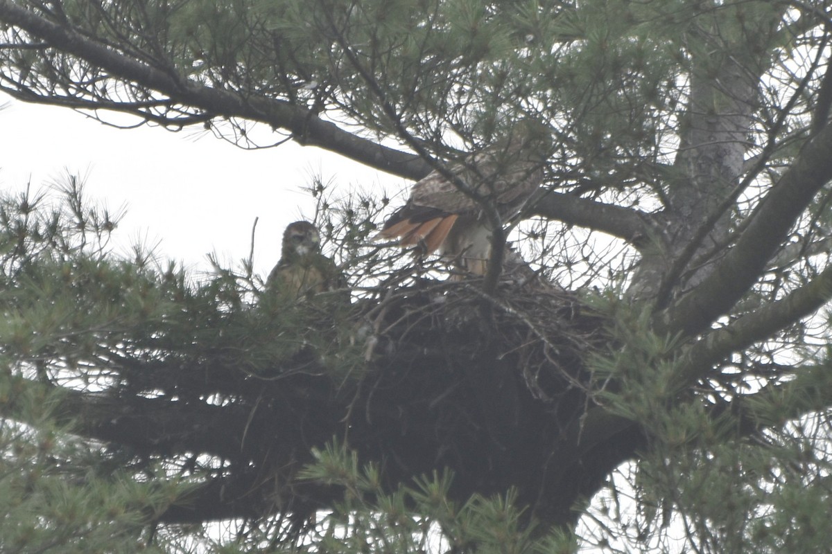Red-tailed Hawk - ML619536898