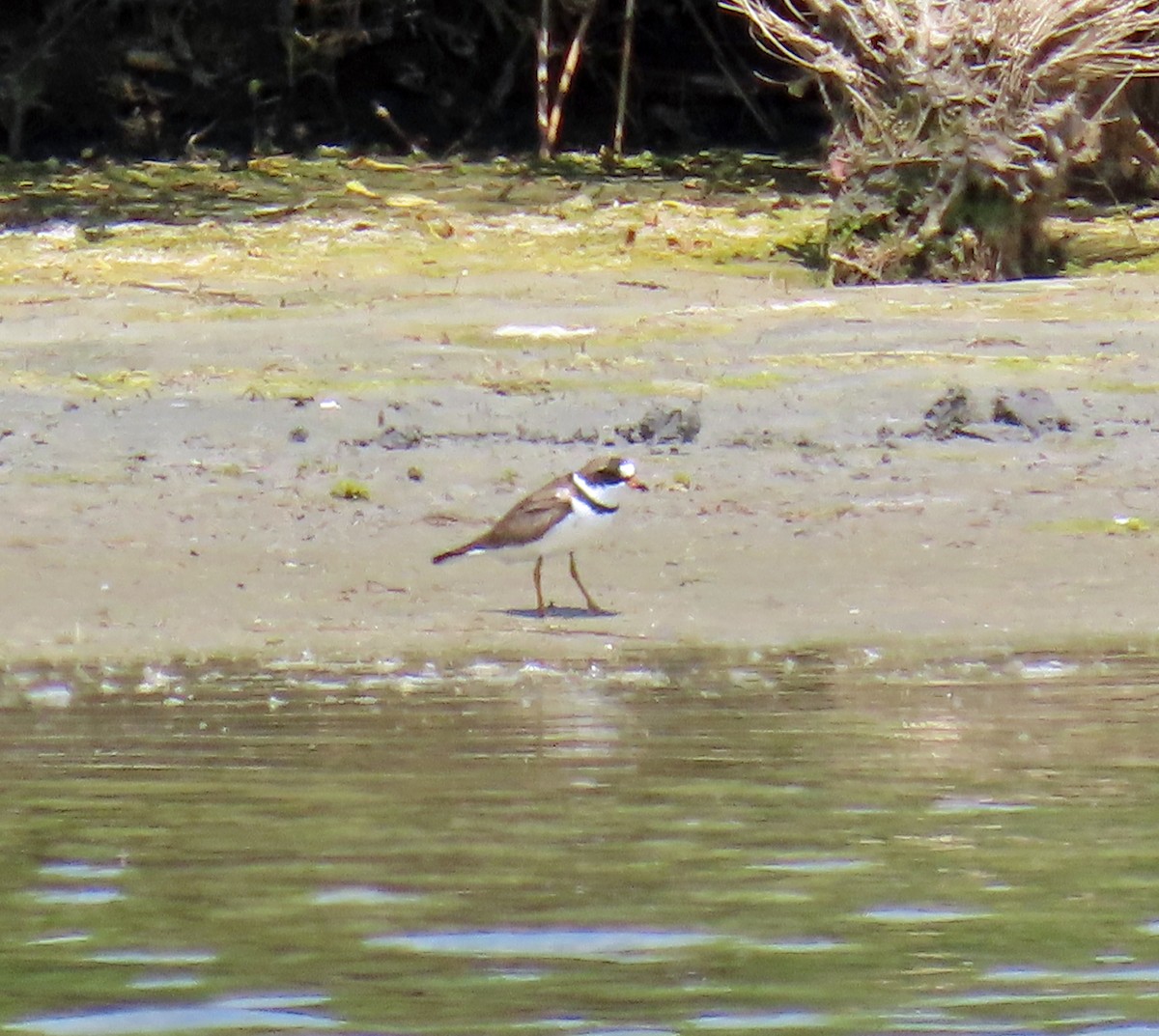 Semipalmated Plover - ML619536950