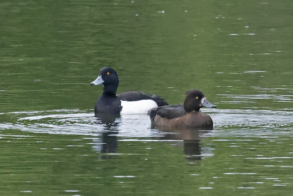 Tufted Duck - ML619537038