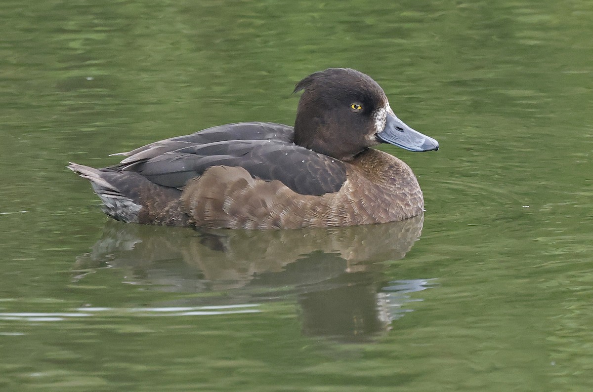 Tufted Duck - ML619537047