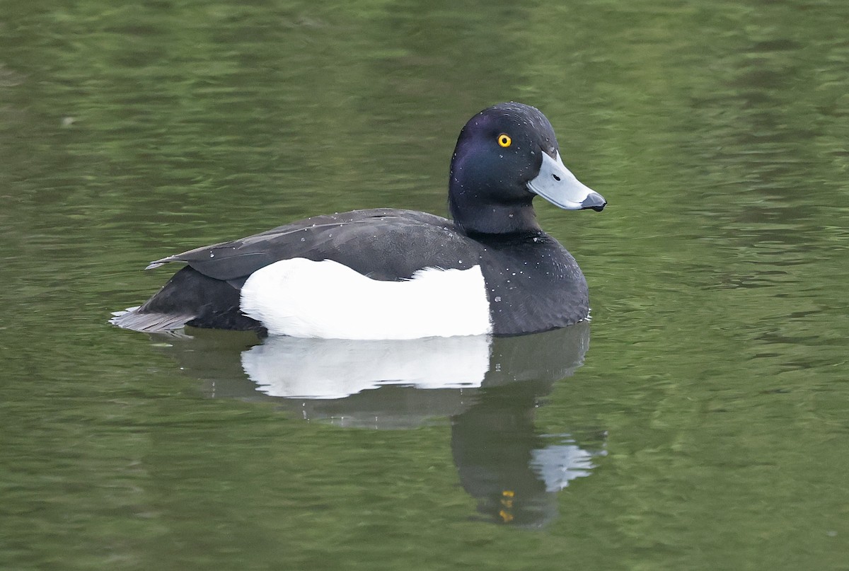 Tufted Duck - ML619537050