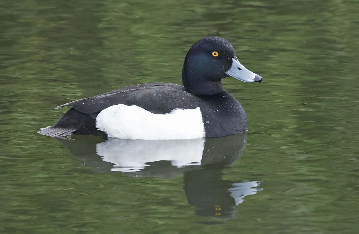 Tufted Duck - ML619537051