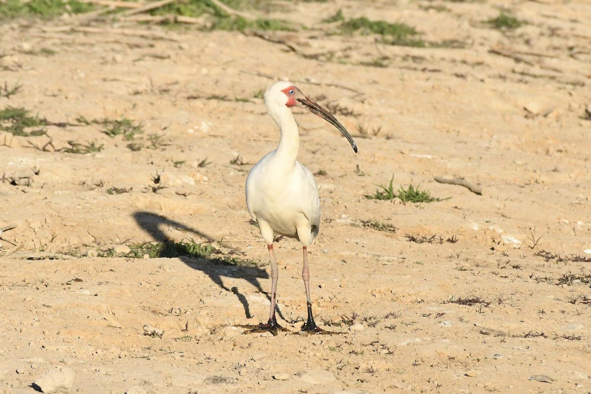 ibis bílý - ML619537052