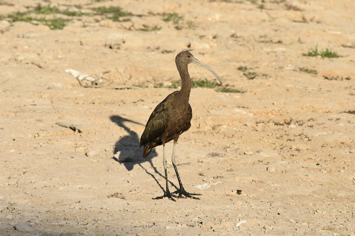 ibis americký - ML619537057