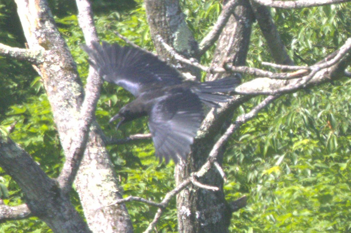 Common Raven - ML619537103