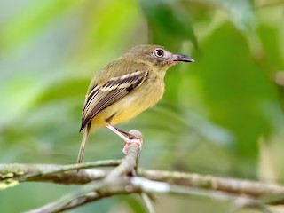  - Southern Bentbill