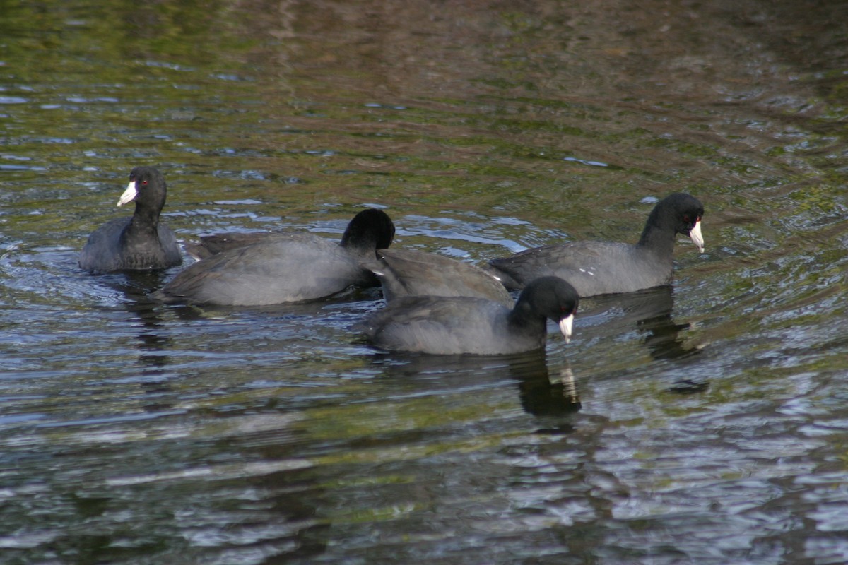 American Coot (Red-shielded) - ML619537134