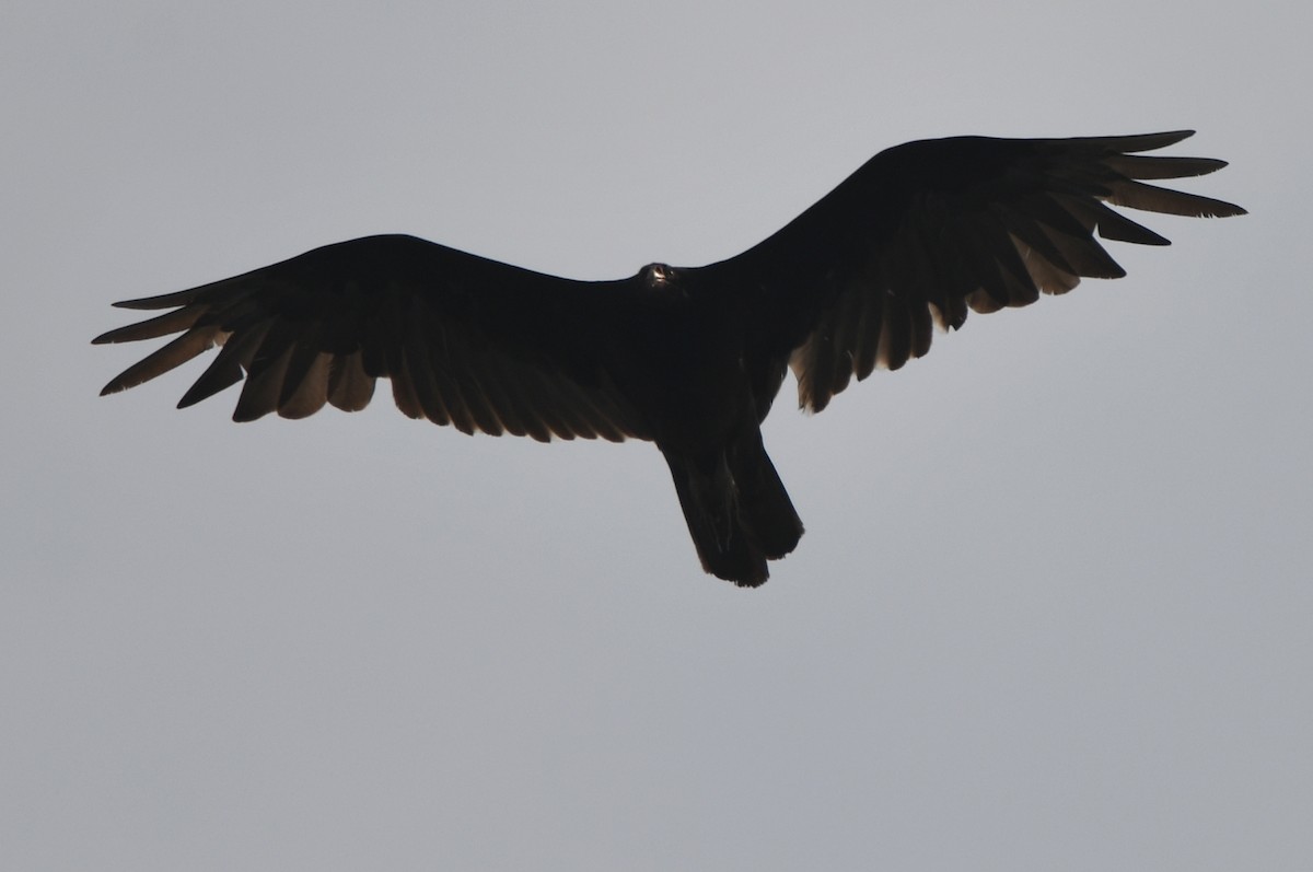 Turkey Vulture - ML619537136