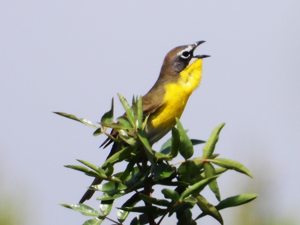 Yellow-breasted Chat - ML619537141