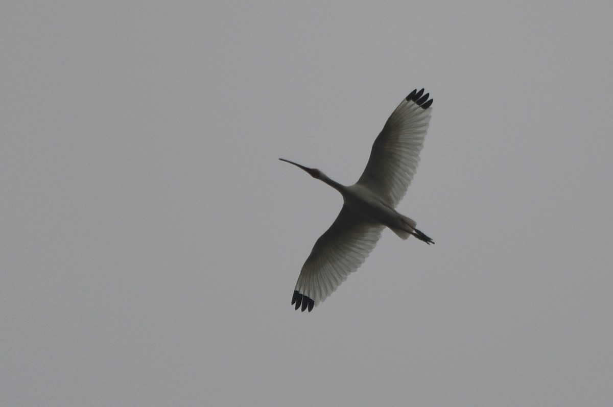 ibis bílý - ML619537143
