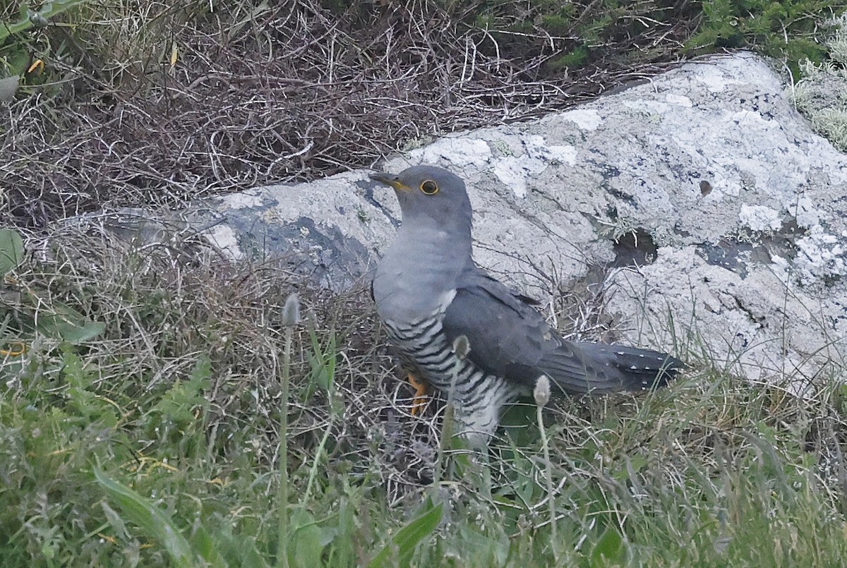 Common Cuckoo - ML619537182