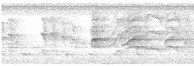 Kara Karınlı Islıkçı Ördek - ML619537201
