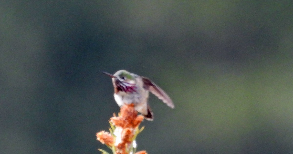 Calliope Hummingbird - ML619537204