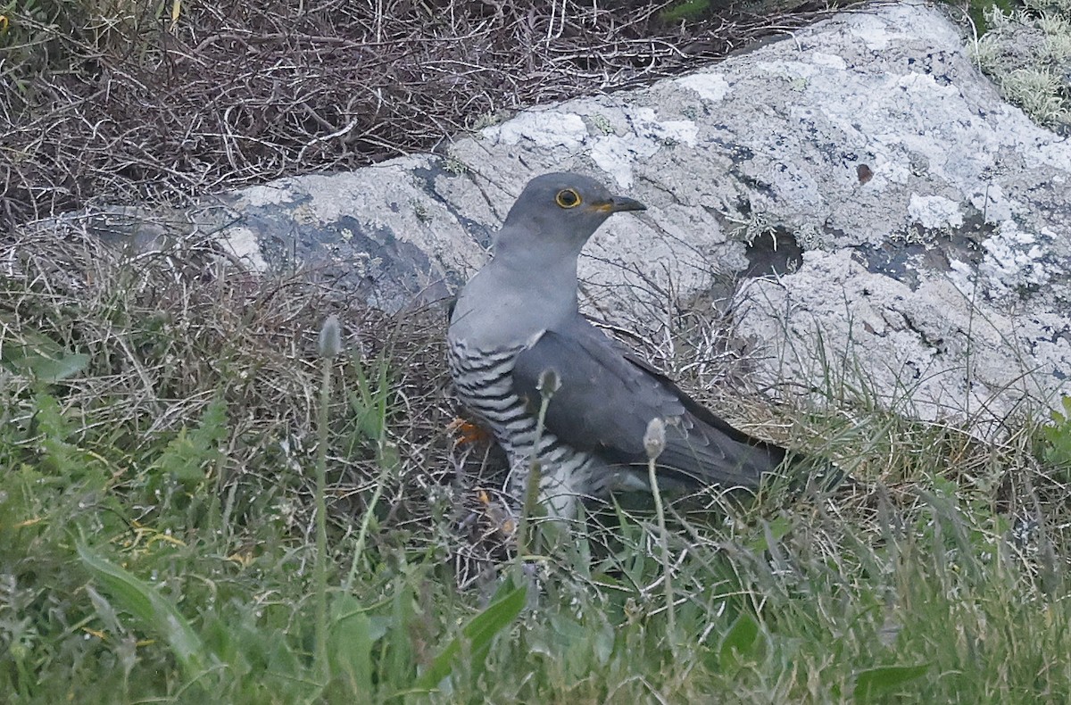 Common Cuckoo - ML619537206