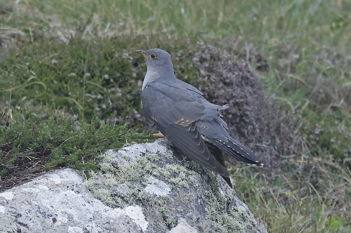 Common Cuckoo - ML619537209