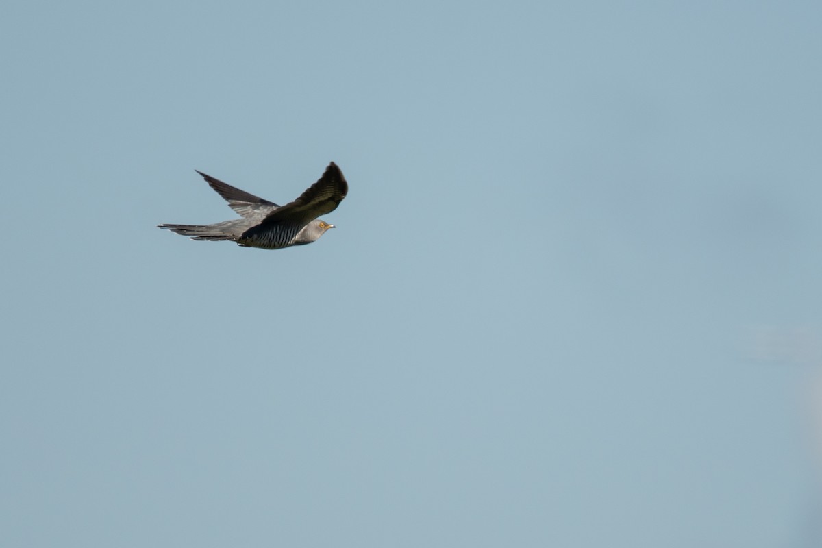 Common Cuckoo - ML619537255
