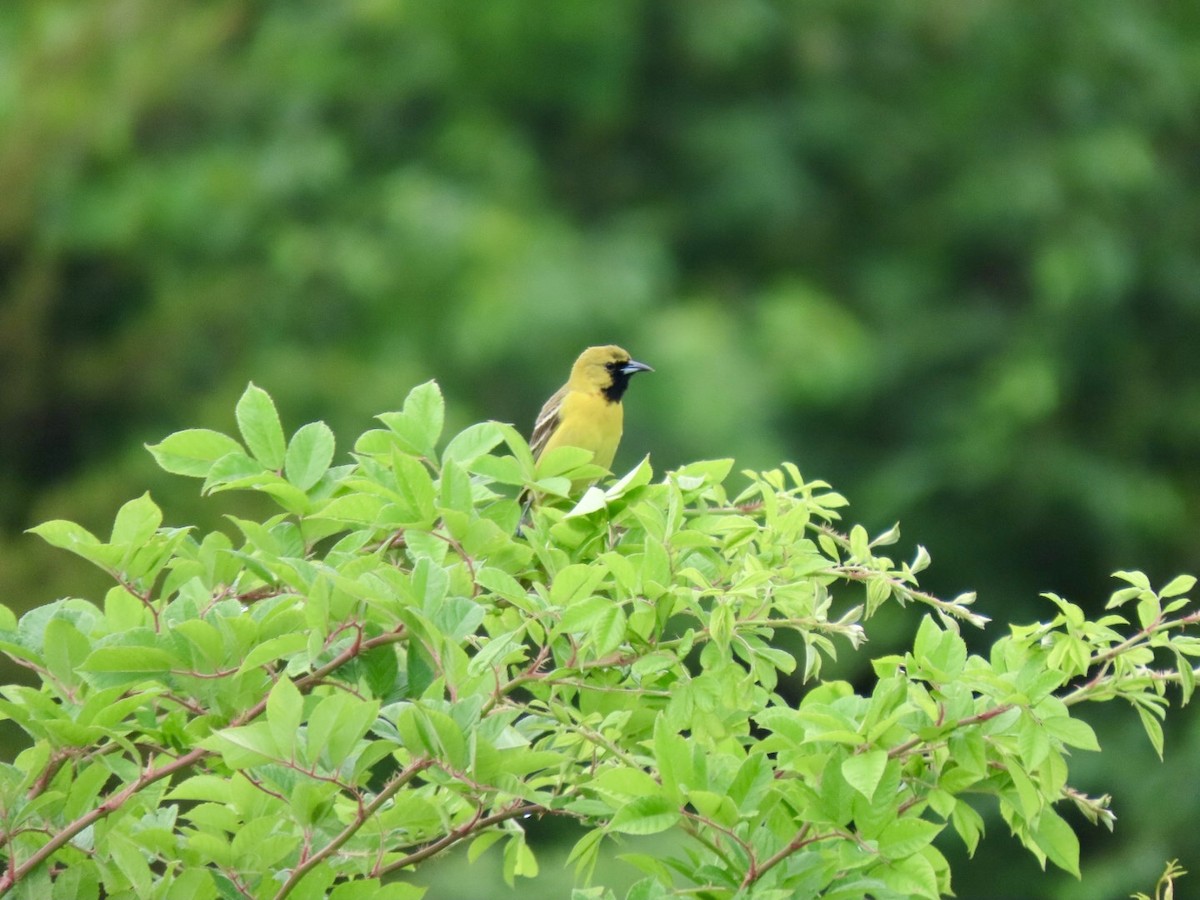 Orchard Oriole - ML619537272