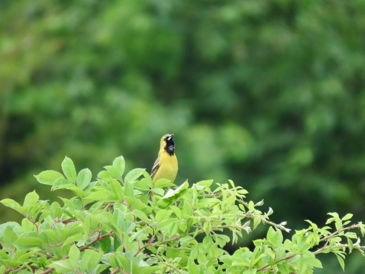Orchard Oriole - ML619537273