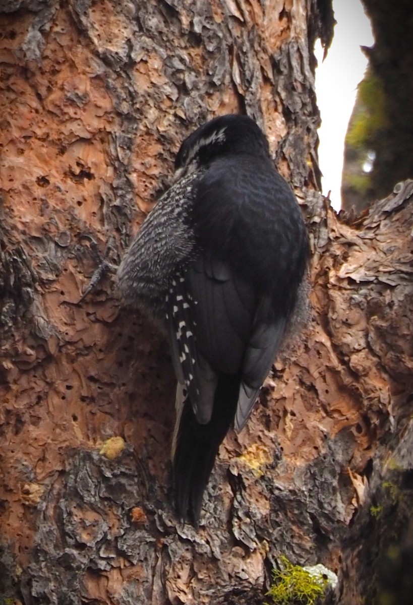 Black-backed Woodpecker - ML619537279