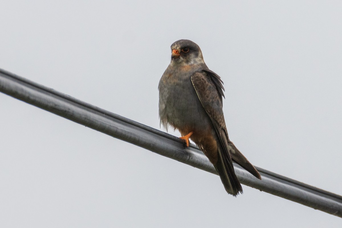 Red-footed Falcon - ML619537294