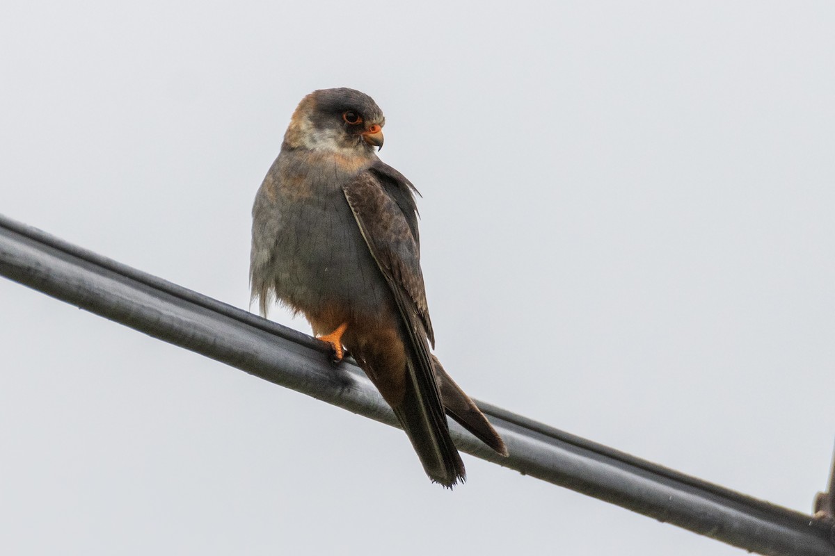 Red-footed Falcon - ML619537295