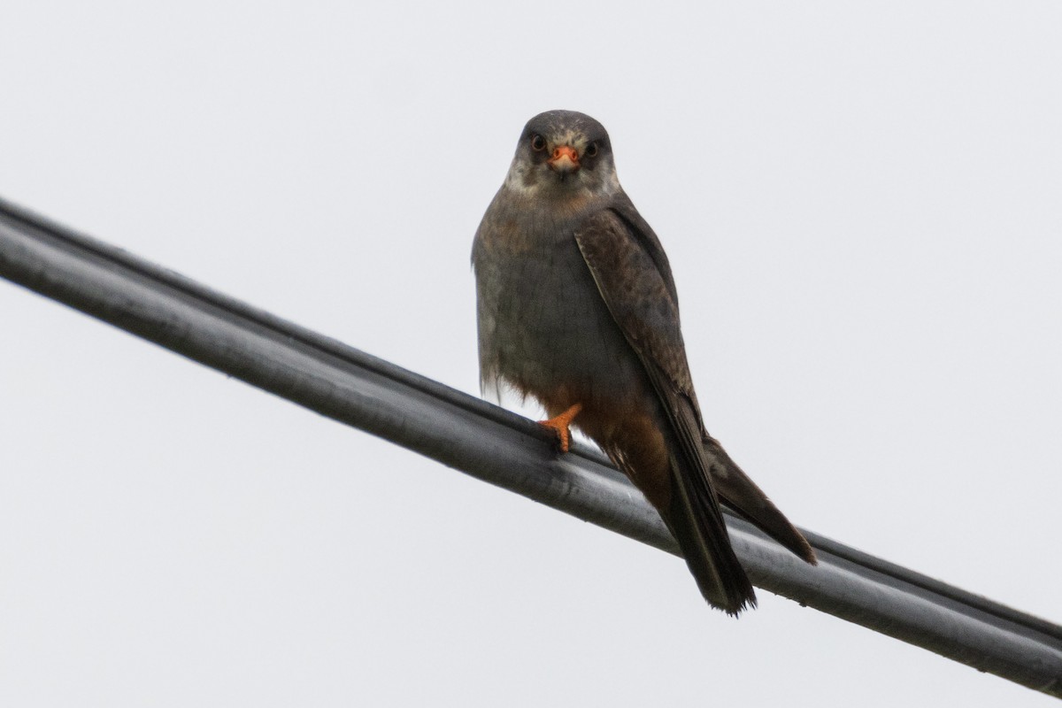 Red-footed Falcon - ML619537296