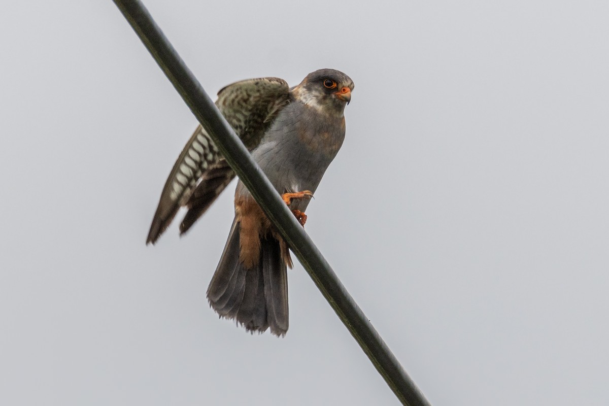 Red-footed Falcon - ML619537297