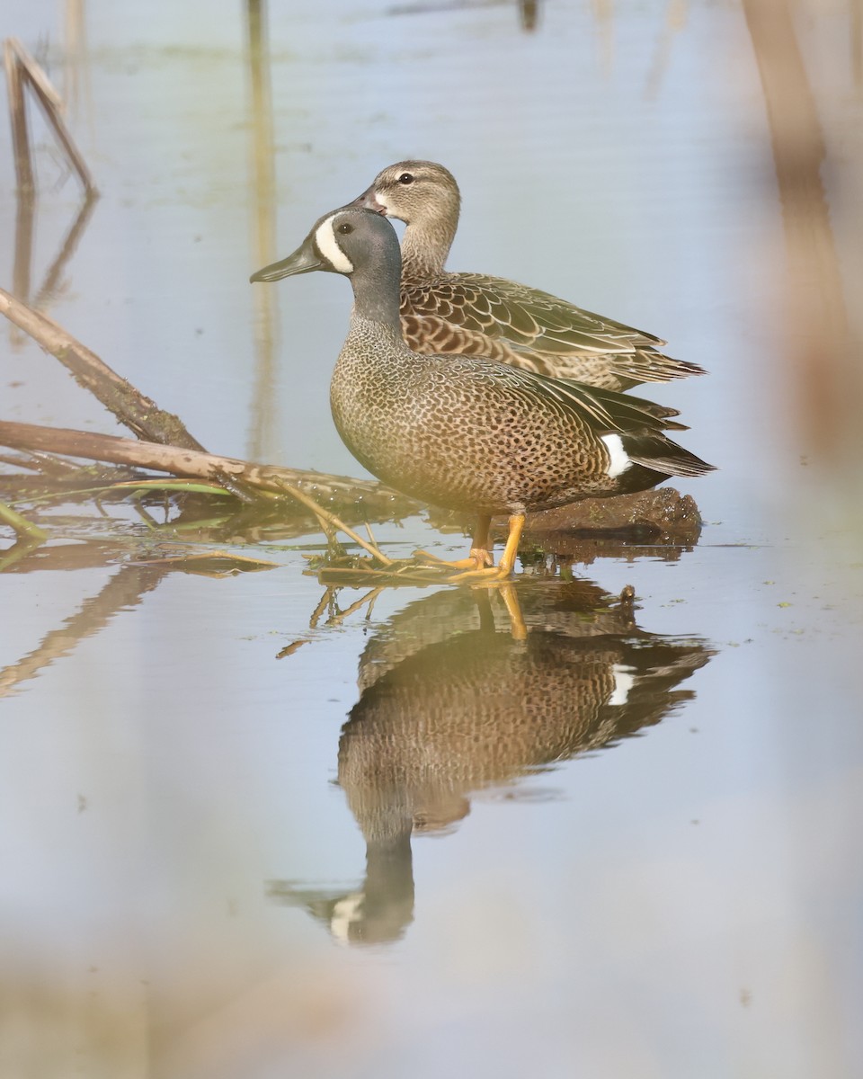 Blue-winged Teal - ML619537304