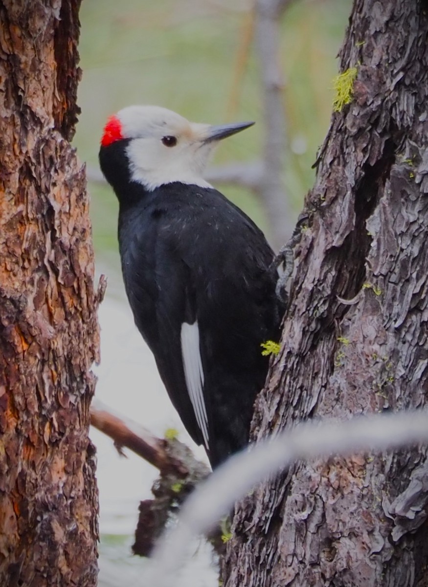 White-headed Woodpecker - ML619537313